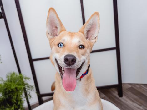 Tan and white odd-eyed dog smiling with tongue out in a home environment
